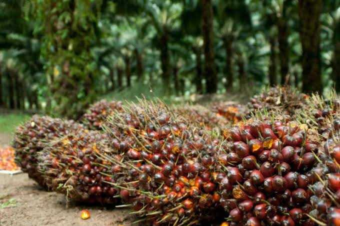Dipicu Pelemahan CPO dan Kernel, Harga TBS Mitra Swadaya di Riau Turun