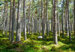 SPR Trada Kantongi Izin Lingkungan Kelola 3.195 Hektare Hutan di Riau