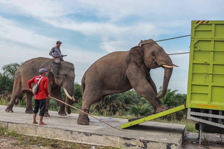 Gajah Liar Masuk Permukiman di Pekanbaru Berhasil Dievakuasi BBKSDA