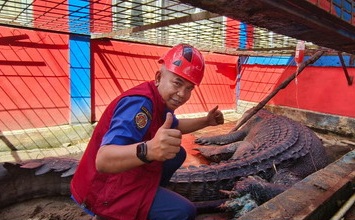 Luka Inpeksi, Buaya Jumbo Sepanjang 5,7 Meter di Inhil Masih Dirawat