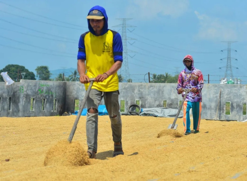 BPS sebut harga gabah tertinggi di tingkat petani Rp11.900 perkilogram