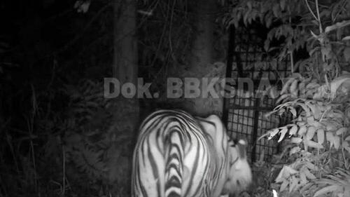 Harimau Sumatera Muncul di Dekat Box Trap BBKSDA Riau, Namun Belum Tertangkap