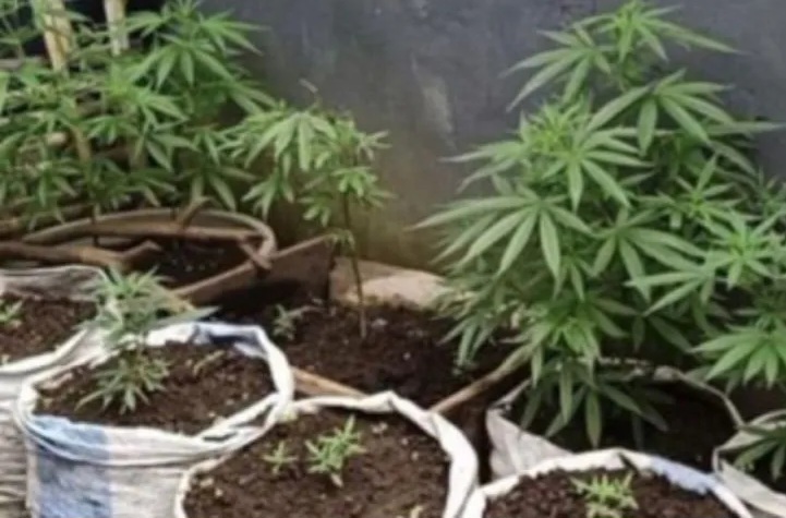 Polres Rejang Lebong Tangkap Penanam Ratusan Batang Ganja di Pekarangan Rumah