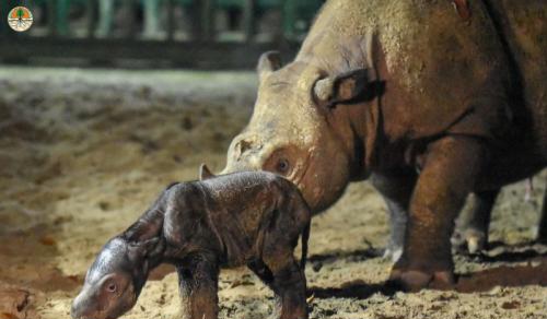 Presiden Alokasikan Rp 2 Triliun untuk Konservasi Way Kambas