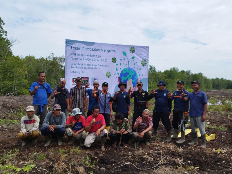 Pembibitan Mangrove Dihentikan PT. MMJ, Kelompok Tani Mangrove  Hutan Beting Iyun Desa Darul Aman Kecewa