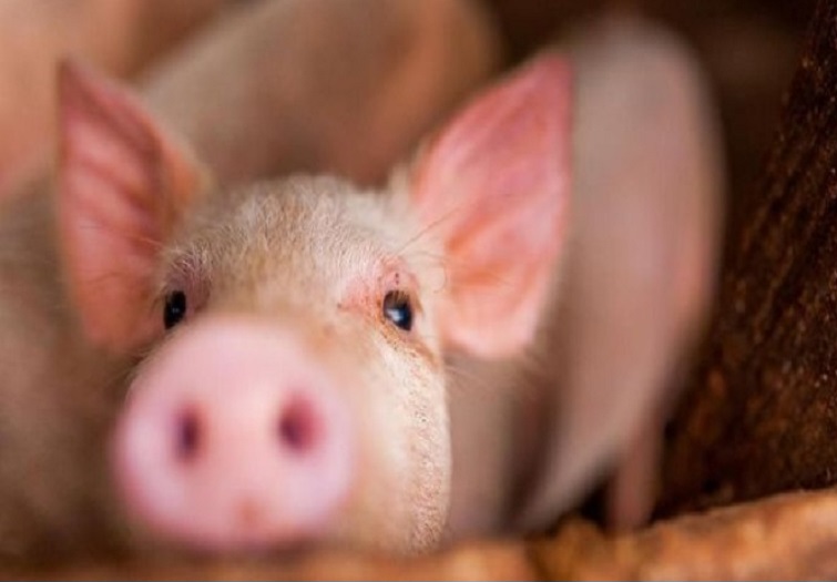 Ajinomoto Tegaskan Pork Savor Tak Diproduksi dan Dijual di Indonesia