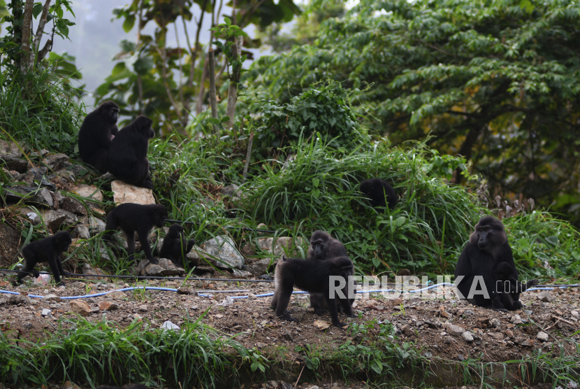 Kemenhut Bongkar Jaringan Perdagangan Satwa Liar Antarpulau Petugas Menemukan 29 Bagian Satwa Liar.