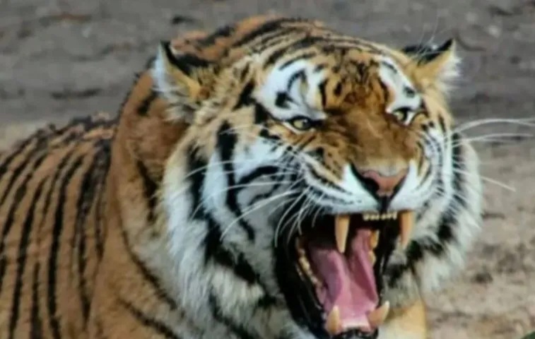 Kematian  Misterius 70  Harimau di Chiang Mai,  Taman Tiger Kingdom Ditutup Dua Pekan