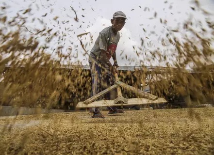 Harga Gabah Konawe Anjlok di Bawah HPP, Petani Keluhkan Pembayaran