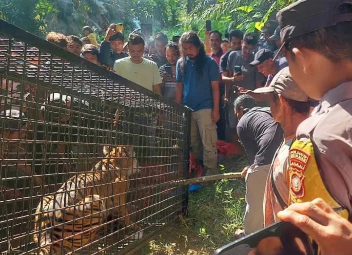 BKSDA Pasang Perangkap Atasi Interaksi Negatif Harimau di Aceh Timur