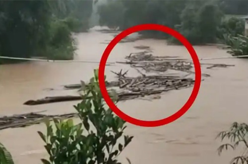 Sungai Manggilang Meluap Bawa Kayu Gelondongan ke Aliran PLTA Koto Panjang