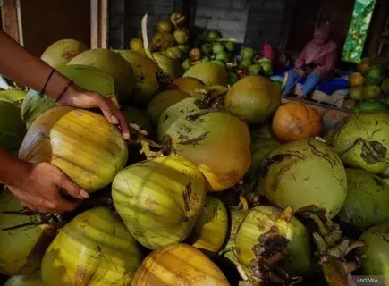 Prabowo Dorong Hilirisasi Kelapa, Potensi Nilai Tambah Rp 60 Triliun