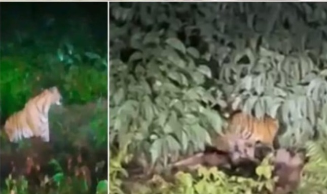 Induk Harimau dan Anaknya Berkeliaran Dekat SD Teluk Meranti, Orang Tua Murid Diliputi Kecemasan