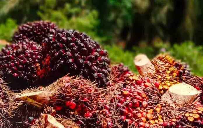 Penurunan Nilai Jual Kernel, Harga Sawit Swadaya Riau Anjlok