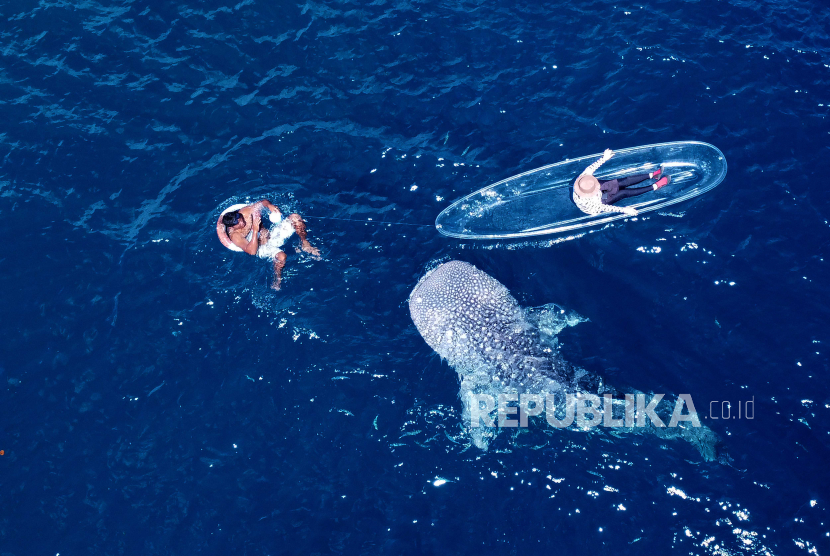 KKP Evaluasi Konservasi Hiu Paus