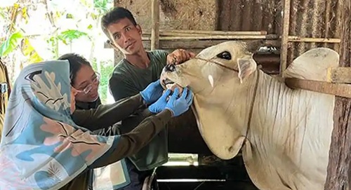 Distankan Pekanbaru Siapkan Label dan Izin Potong untuk Sapi Kurban Sehat