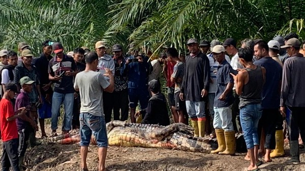 Buaya Terkam Lansia di Rohil Ditemukan Kepala Dalam Perut