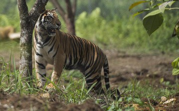 Harimau Muncul di Ladang Karet, Warga Padangsidimpuan Ketakutan