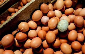 Harga Telur di Solo Tembus Rp30 Ribu, Pedagang Dengar Gara-gara MBG