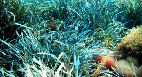 Ekosistem Padang Lamun Punya Peran Strategis Tekan Emisi