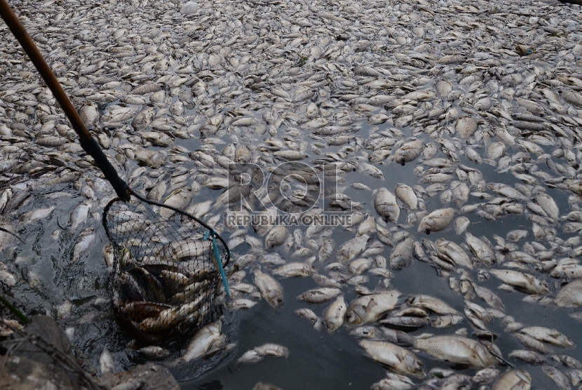 Ribuan Ikan Mati Mendadak di Pesisir Sayung Demak, Diduga karena Proyek Tol Semarang-Demak