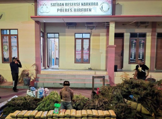 Pria di Bireuen Ditangkap Polisi Lagi Panen Ganja di Lahan Seluas 2 Hektare