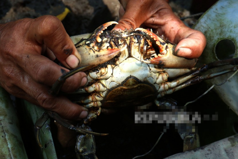 KKP Bangun Industri Budi Daya Kepiting Berkelanjutan