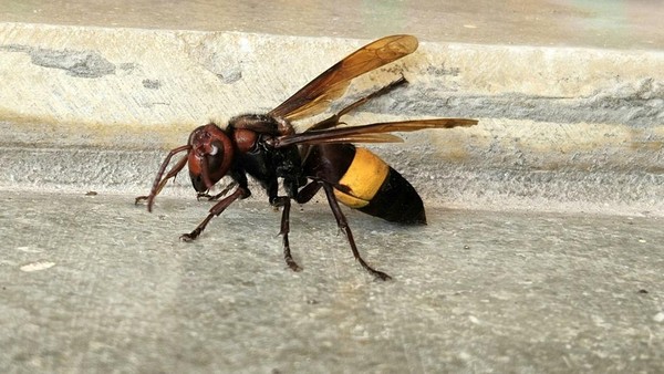 Ganasnya Serangan Tawon Hutan di Bogor, 1 Tewas dan 10 Orang Luka-luka