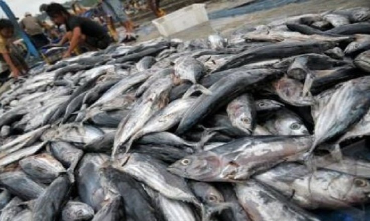 Uang Negara Terselamatkan Rp13 Triliun dari Penangkapan Ikan Ilegal