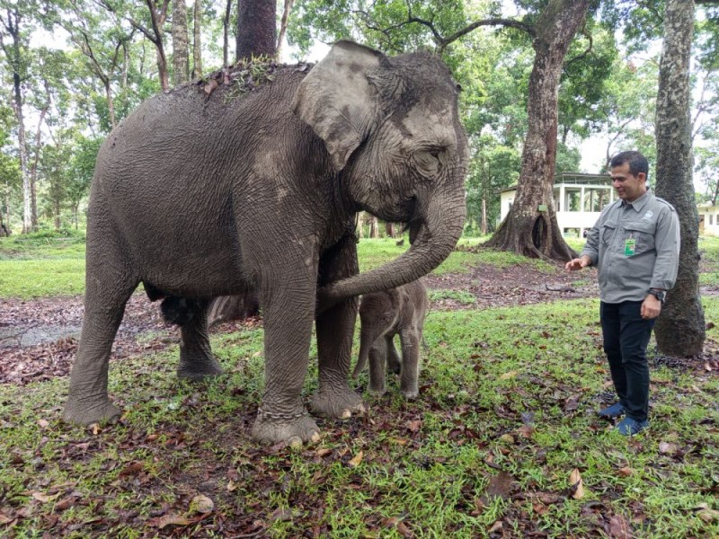 Kabar Gembira Dunia Konservasi, Bayi Gajah Sumatera Lahir di TWA Buluh Cina dengan Bobot 104 Kg