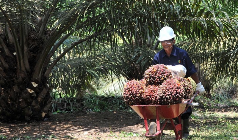 Hilirisasi Sawit Jadi B50, Indonesia Stop Impor Solar Tahun Ini