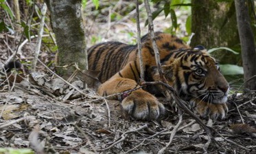 Harimau Sumatera Terjebak di Kantor BRIN Agam Usai Kejar Anjing