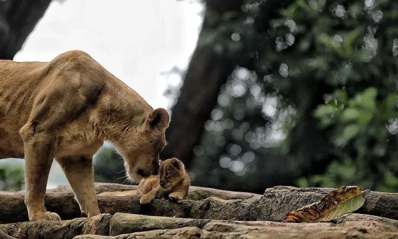 Huru-Hara Mati, Bandung Zoo Baru