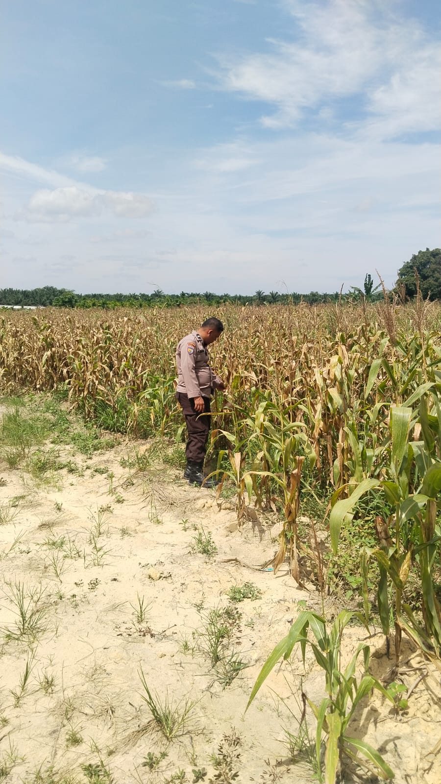 Polsek Kandis Gencarkan Monitoring Lahan Jagung Dukung Program Ketahanan Pangan Nasional