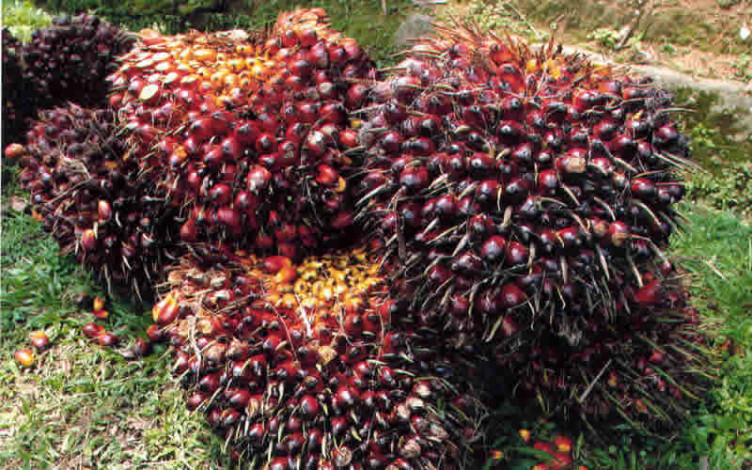 Harga TBS Sawit Mitra Swadaya dan Plasma Riau Kompak Turun