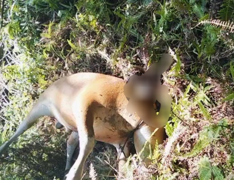 Dua Ekor Sapi Warga Mengkapan Mati, Diduga Diterkam Harimau