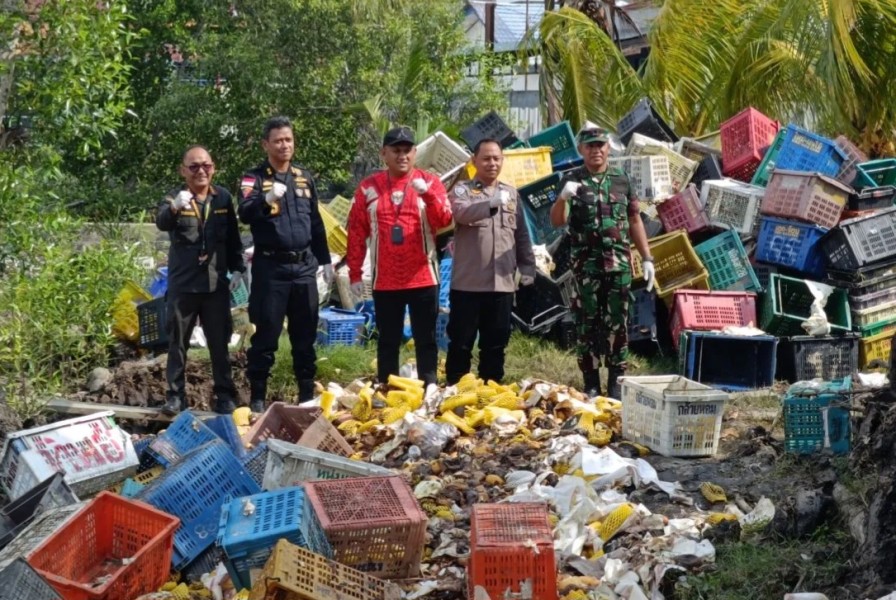 Karantina Riau Musnahkan 25,9 Ton Mangga Ilegal Hasil Tangkapan Bea Cukai di Bengkalis
