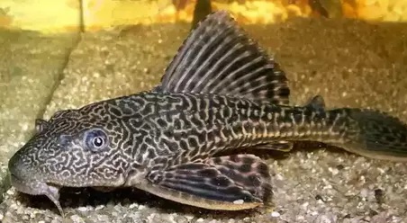 Ikan Sapu-sapu dan Dampak Besarnya bagi Ekosistem Sungai Indonesia