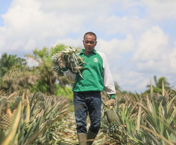 Nilai Tukar Petani Riau Turun Tajam, BPS Ungkap Pemicunya