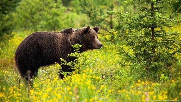 Slovakia Berencana Bunuh Ratusan Beruang