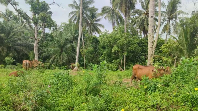 14 Sapi di Bengkulu Terinfeksi PMK