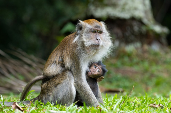 Asrinya Hutan Rumbai PHR Jadi Simbol Harmoni Alam Riau