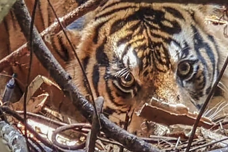 Tiga Harimau Diduga Muncul di Kebun Sawit Kampar, BBKSDA Riau Turunkan Tim Gabungan