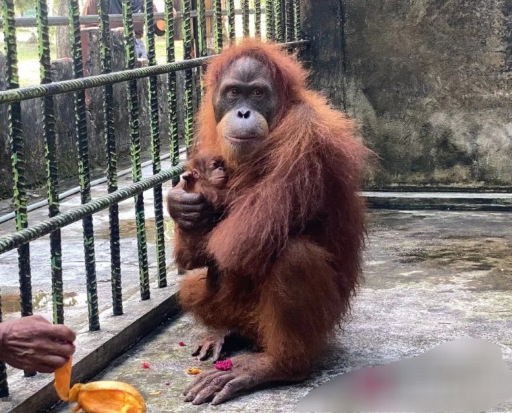 Orangutan Jantan Lahir di Kebun Binatang Kasang Kulim