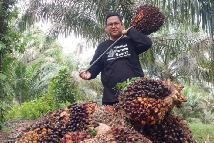 Harga TBS Sawit Riau Naik Lagi, Petani Makin Diuntungkan
