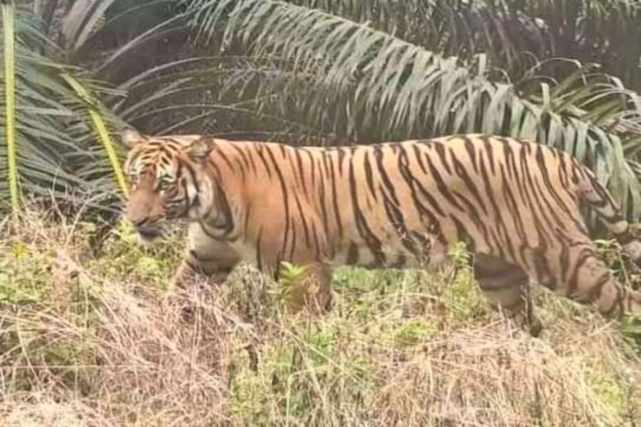 Pencari Kayu di Siak Sempat Berpapasan dengan Harimau Sebelum Dimangsa