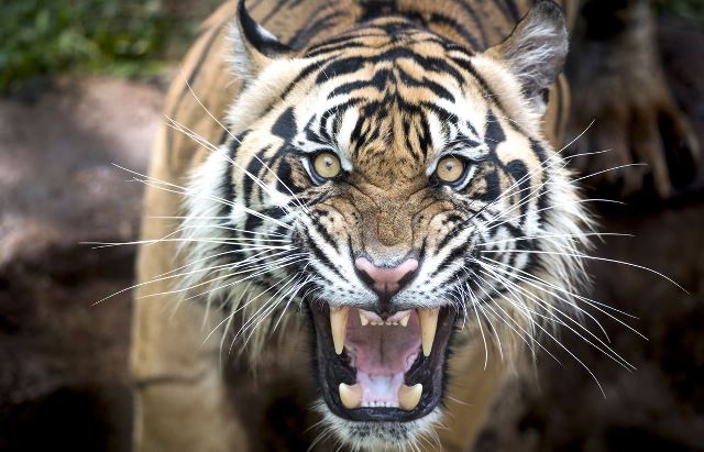 Viral Video Wajah Warga Rusak Diduga Diserang Harimau, BBKSDA Riau Ungkap Faktanya