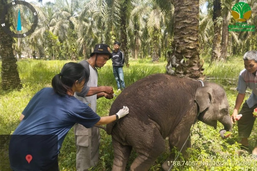 Anak gajah Laila mati di Pusat Konservasi Gajah Sebanga Bengkalis