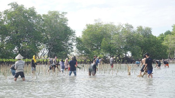 HMJ Jurnalistik UIN Alauddin Makassar Tanam 1.900 Bibit Mangrove di Pangkep