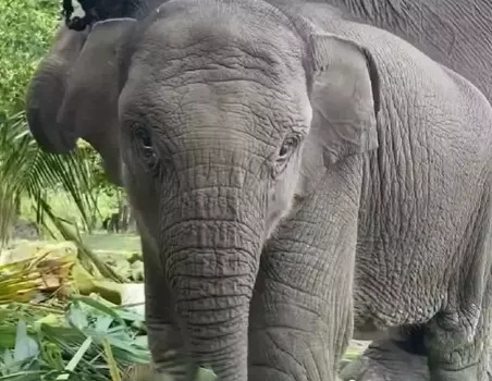 Curiga Diracun, Polda Riau Usut Kematian Gajah Tari di Tesso Nilo